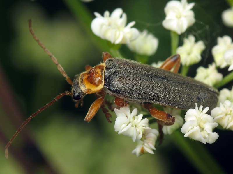 Cantharis nigricans Muller, 1766